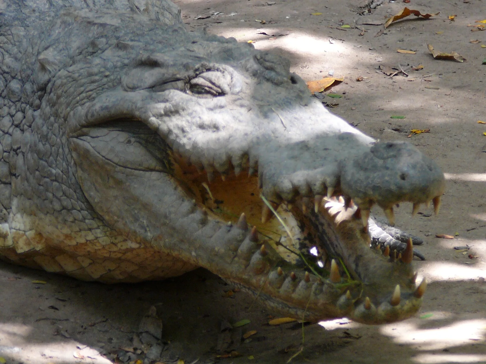 Crocodile at Kachikally Crocodile Pool in Bakau
