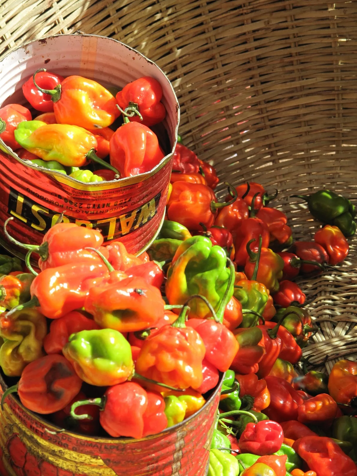 Chillies for sale at Serrekunda Market